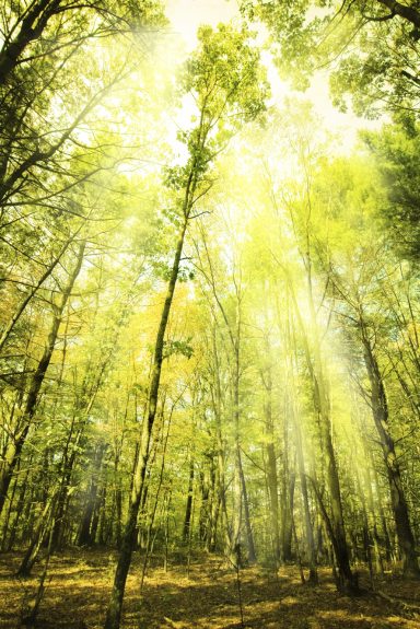 Mystische Waldlichtung mit tollem Sonneneinfall-ein Ort zum Heiraten?